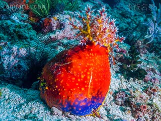 Dendrochirotida Pseudocolochirus violaceus