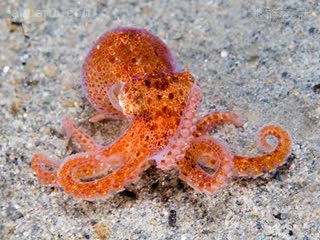 太平洋红章鱼 Octopus rubescens 太平洋红蛸 幼体 