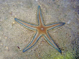 Astropectinidae Astropecten polyacanthus