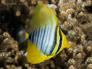 德氏高鳍刺尾鱼
珍珠大帆吊(幼体) Zebrasoma desjardinii(J)