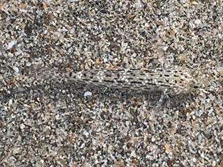  Istigobius ornatus 饰妆衔鰕虎  栖息于斑驳砂砾