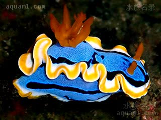 蓝丝海牛 Chromodoris annae 安娜多彩海牛[暂]  侧面 - 蜷曲状