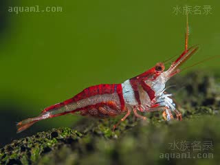 沃特芮珂氏米虾 - 可乐虾 Caridina woltereckae