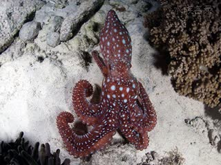 霞红章鱼 Callistoctopus luteus 黄丽蛸[暂]  半俯角