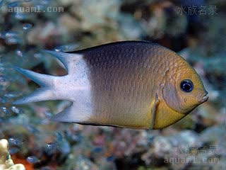 黄线青魔 Acanthochromis polyacanthus 多刺棘光鳃鲷  澳洲海域，该鱼体色非常多变