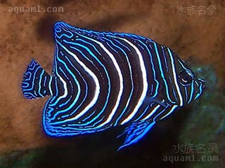 Pomacanthus semicirculatus 半环刺盖鱼