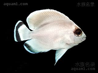 贼仙 Apolemichthys arcuatus 弓形阿波鱼  人工繁殖出的无条纹变异个体