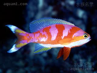 极光宝石 Pseudanthias calloura 美尾拟花鮨  雄鱼繁殖期体色