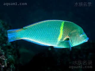 蓝点龙 Anampses caeruleopunctatus 荧斑阿南鱼 雄鱼 大型雄性