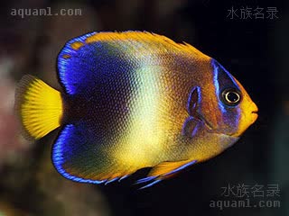 西非神仙 Holacanthus africanus 非洲刺蝶鱼 亚成(1) 体色由蓝色向土黄色转变