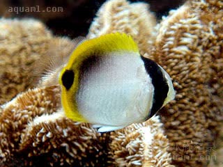 单印蝶 Chaetodon lineolatus 细纹蝴蝶鱼 仔稚鱼 