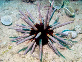 Echinoidea Phyllacanthus imperialis