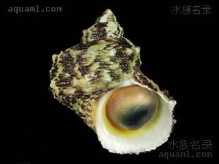  Turbo chrysostomus 金口蝾螺  螺口