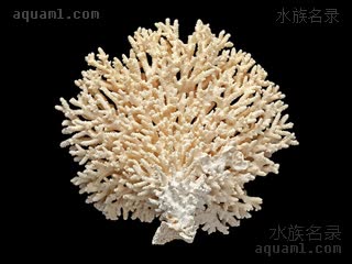  Acropora millepora 多孔鹿角珊瑚  局部特写