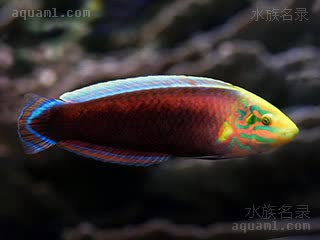 烈焰龙 Halichoeres iridis 虹彩海猪鱼 雌鱼 雌鱼背鳍上有一条红线