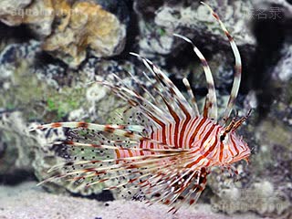 灰石斑狮 Pterois miles 斑鳍蓑鲉 幼鱼 