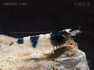 Caridina venusta 美丽米虾