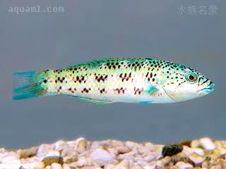 紫锦龙 Thalassoma purpureum 紫锦鱼 幼鱼 口鼻部具有的'V'标记