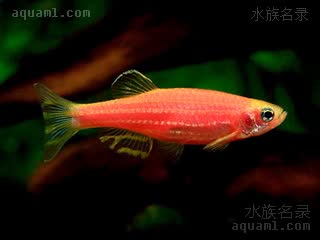 Danio rerio Danio rerio cv.'red'  (红斑马)