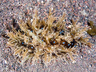 蓝点海猪 Bursatella leachii 蓝斑囊海兔[暂]  顶视图