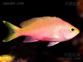 蓝道尔宝石 Pseudanthias randalli 伦氏拟花鮨 雌鱼 体色与幼鱼相似，吻部黄色，各鳍末端较钝，没有细丝