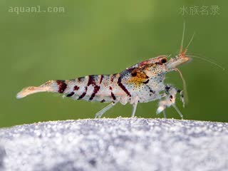 虎纹虾 Caridina mariae 玛丽米虾[暂] 幼虾 