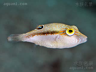 花婆 Canthigaster bennetti 点线扁背鲀 幼鱼 