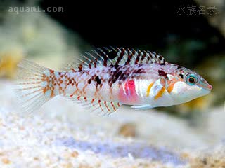 紫肚豹龙 Halichoeres nebulosus 星云海猪鱼  应激时，颜色变浅十分养眼