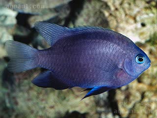 五彩魔 Neoglyphidodon melas 黑新箭齿雀鲷 成鱼 成鱼全身呈深蓝至黑色，各鱼鳍同样为深蓝至黑色