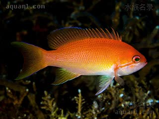 红点海金鱼 Pseudanthias luzonensis 吕宋拟花鮨 雌鱼 各鳍无红斑，背鳍棘不延长