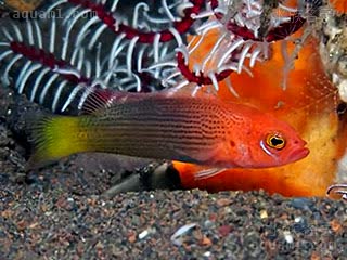 史娣妮草莓 Pseudochromis steenei 史氏拟雀鲷 幼鱼 尾鳍为黄色