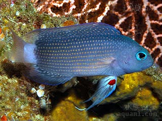 红斑草莓 Manonichthys alleni 艾伦氏宽鮗 雄鱼 体灰黑色带有橙点，尾白色