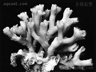 绿分支脑珊瑚 Astraeosmilia curvata 粗糙延星珊瑚[暂]  骨骼标本
