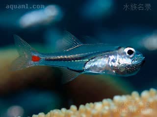 红点玫瑰 Ostorhinchus parvulus 小鹦天竺鲷  口孵状态