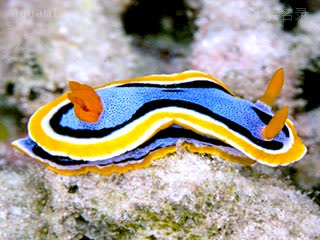 Chromodoris Chromodoris annae