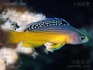 闪电草莓 Manonichthys splendens 闪光宽鮗 亚成 