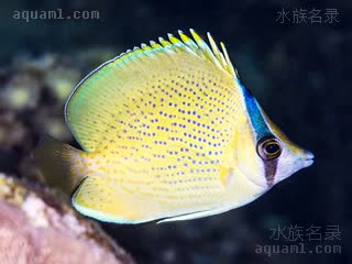 胡麻蝶 Chaetodon citrinellus 密点蝴蝶鱼 幼鱼 