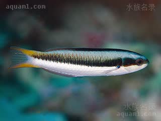 彩虹龙 Thalassoma amblycephalum 钝头锦鱼 亚成 身体中部黑纹上半部分变得模糊，体色向雌性成体体色靠拢