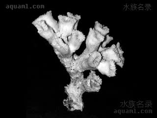 分支蛙卵珊瑚 Fimbriaphyllia paradivisa 拟花散纹叶珊瑚[暂]  标本-矮分支群体