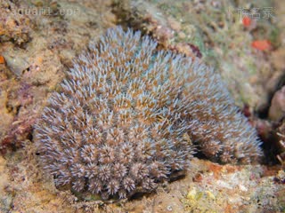 菠萝丁 Galaxea fascicularis 丛生盔形珊瑚  偏褐色群体