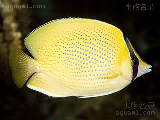 Chaetodon citrinellus 密点蝴蝶鱼