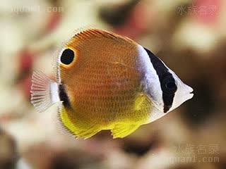 东方蝶 Chaetodon auripes 叉纹蝴蝶鱼 幼鱼 