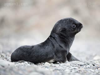  Callorhinus ursinus 北海狗 幼体 