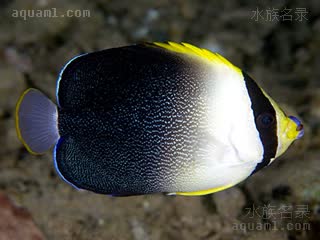 黄吻荷包鱼 - 灰尾仙 Chaetodontoplus poliourus