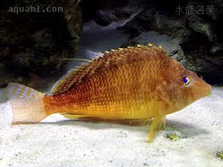 金鹰 Cirrhitichthys aureus 金䱵  应激色