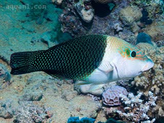 熊猫龙 Hemigymnus melapterus 黑鳍厚唇鱼 成鱼 身体中后部变为墨绿色，雌雄出现差异，嘴唇肥厚