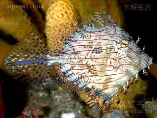 龙须炮弹 Chaetodermis penicilligerus 单棘棘皮鲀 亚成 