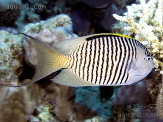 纹尾月蝶鱼
红海虎皮王(雄) Genicanthus caudovittatus(M)