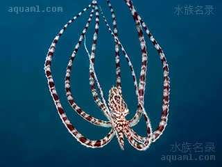 拟态章鱼 Thaumoctopus mimicus 魔术蛸[暂]  拟态水母