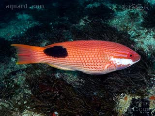 黑点牙医 Bodianus bilunulatus 双带普提鱼 成鱼(1) 采集自南非的夸祖鲁-纳塔尔省-乌姆科马斯镇/Umkomaas-阿里瓦尔暗礁/Aliwal Shoal